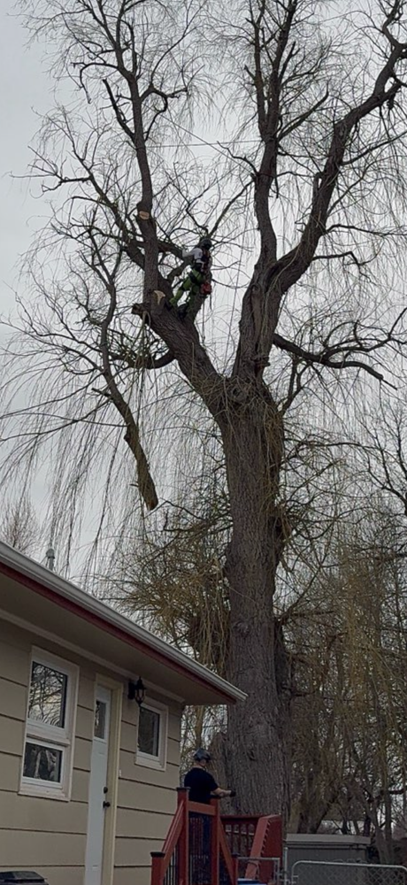 All Photos for Elevated Tree Care in Gillette, WY