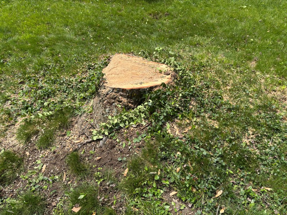 All Photos for Conrad's Stump Removal in Columbus, IN