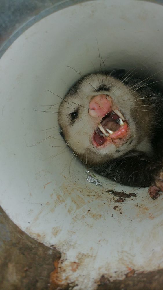 Wildlife Control for Toppers Wildlife Removal in Garland, TX