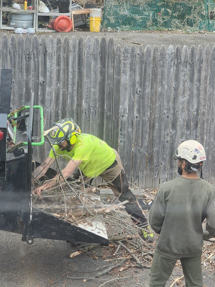 Tree Removal for Licensed to Cut Tree Service in Athens, PA