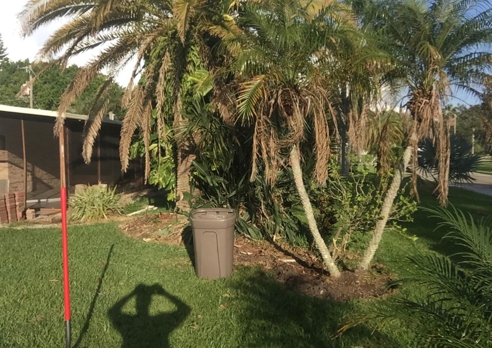 Transform your outdoor space with our expert landscape and design services, creating beautiful, sustainable environments that complement your home while enhancing curb appeal and increasing property value. for MX Trees LLC in Englewood, FL
