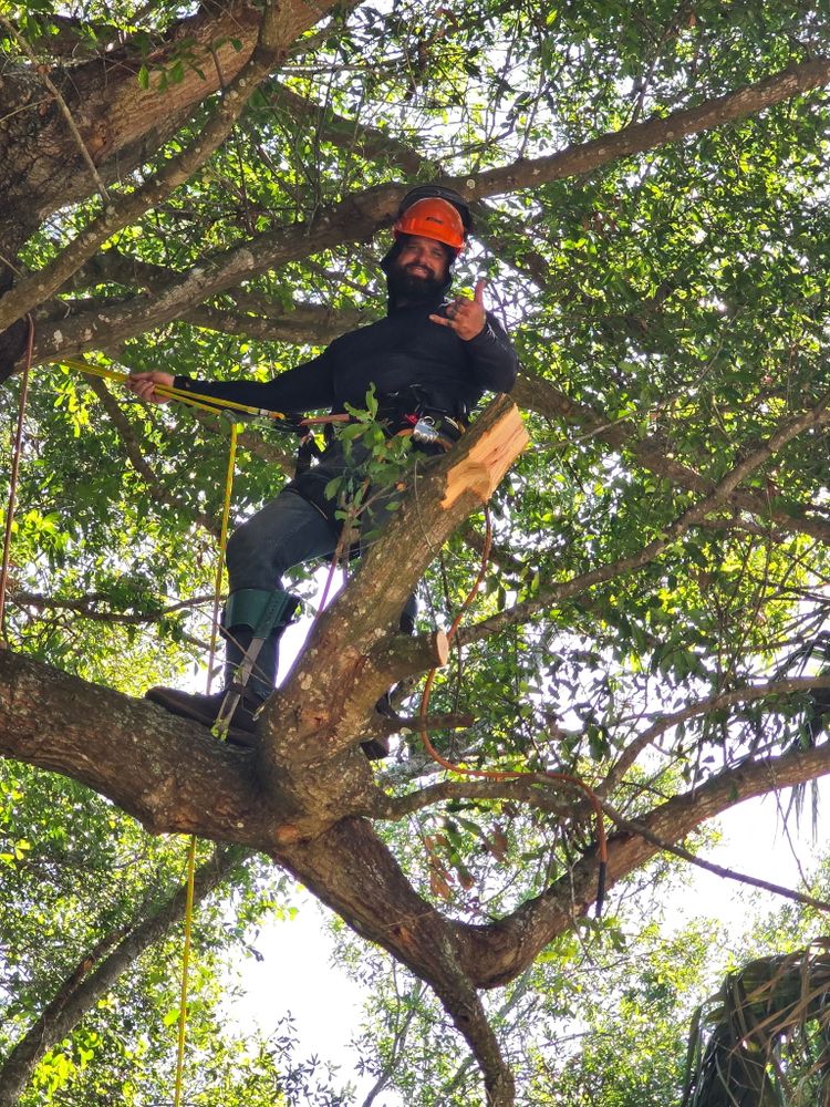 All Photos for Near Me Tree Service, Inc. in DeLand, FL