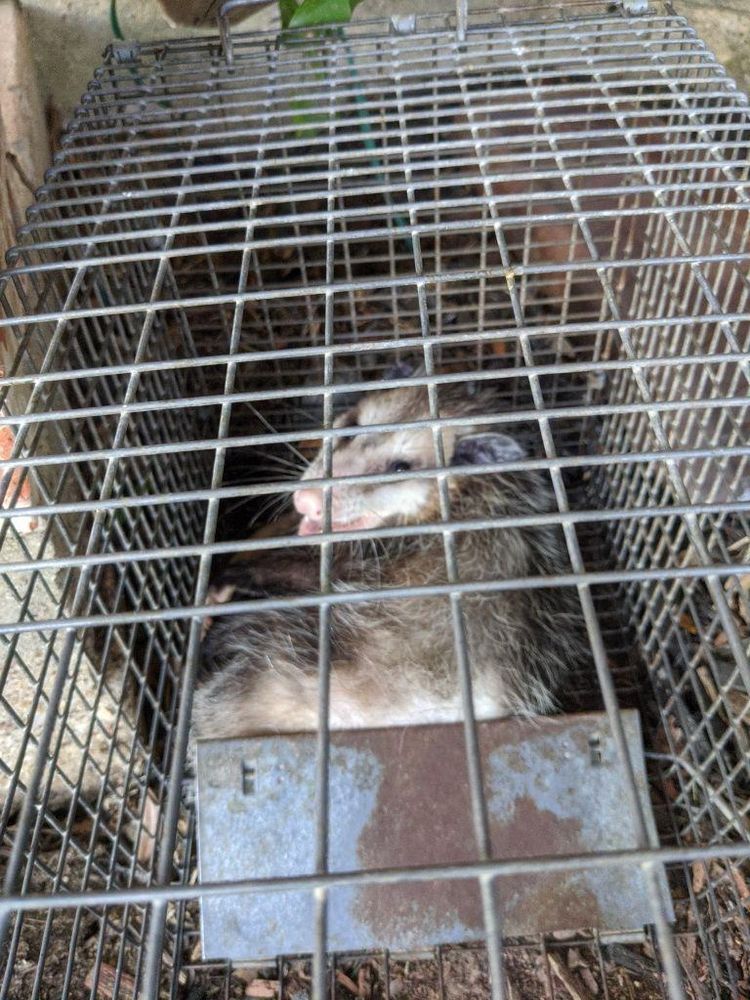 All Photos for Topper's Wildlife Removal in Garland, TX