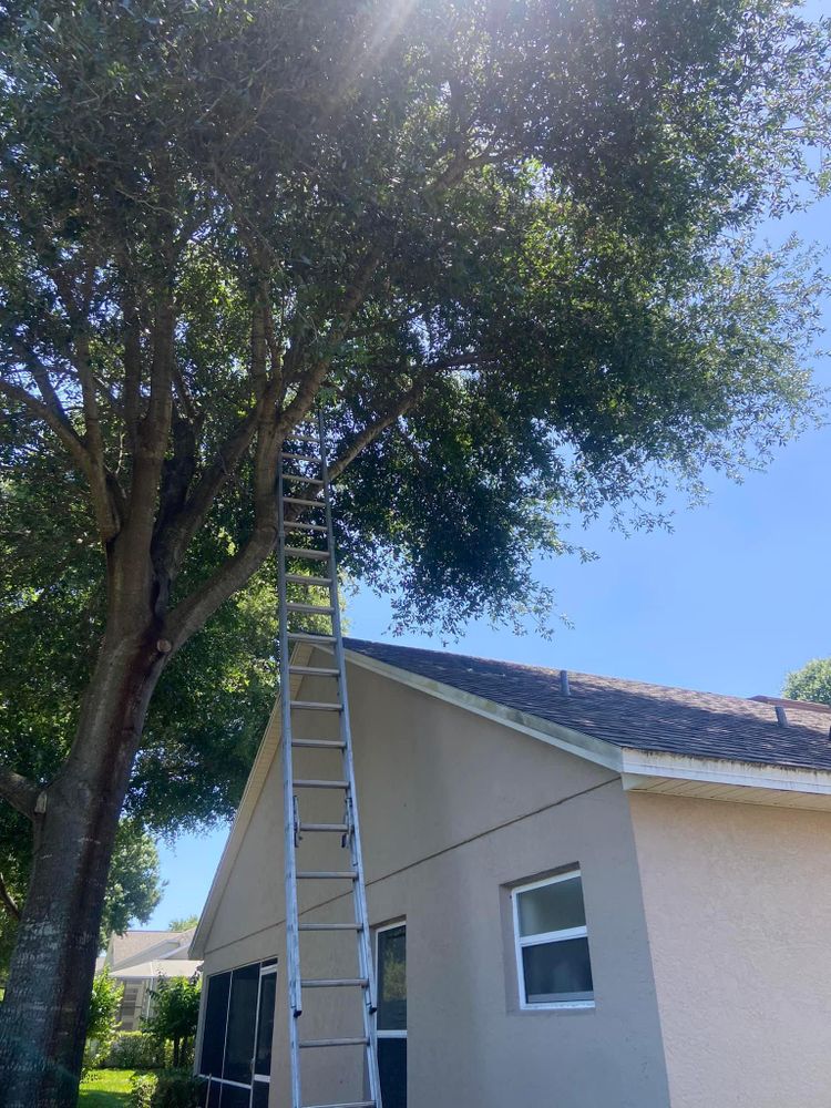 All Photos for Efficient and Reliable Tree Service in Lake Wales, FL