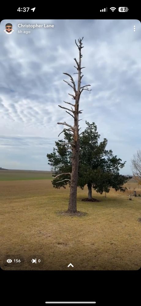 All Photos for Morace Tree Service in Natchez,,  MS