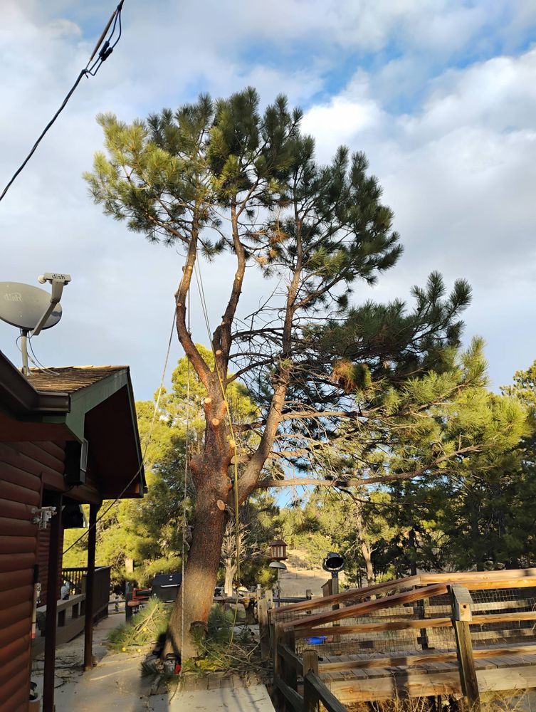 All Photos for Sloan Tree Service in Aurora, CO