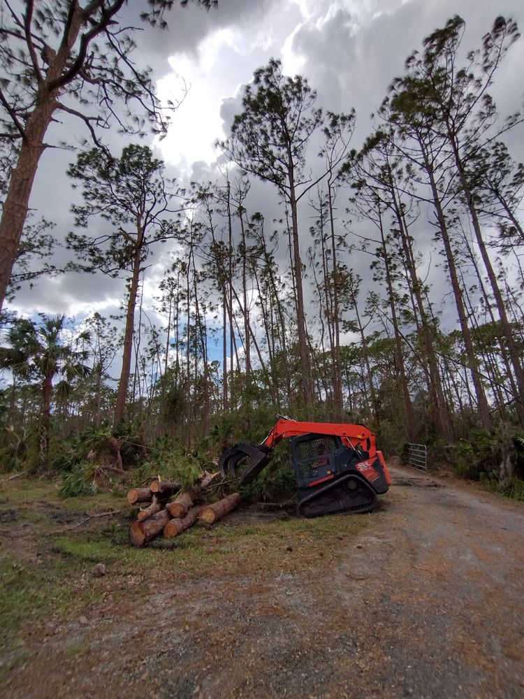 Tree Removal for American Tree Masters in Alvin, TX
