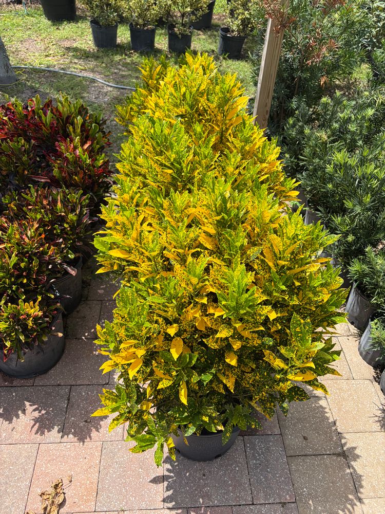 All Photos for Vanic's Landscaping in Port Orange, FL