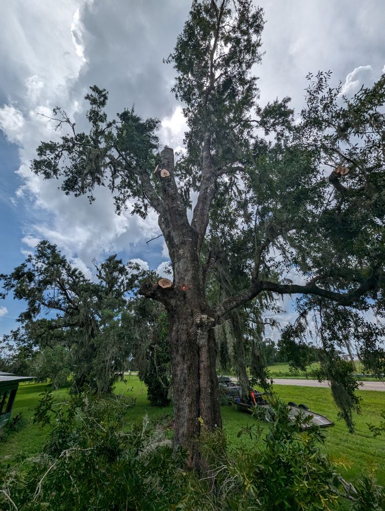 All Photos for Regal Tree Service and Stump Grinding in Wauchula, FL