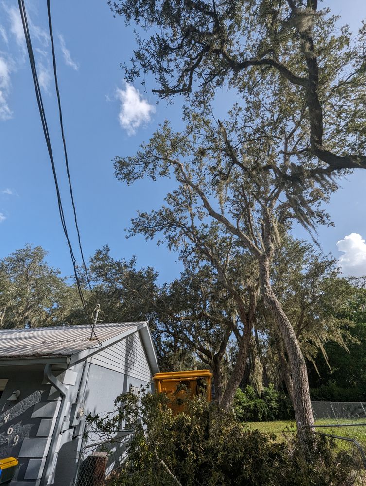 All Photos for Regal Tree Service and Stump Grinding in Wauchula, FL