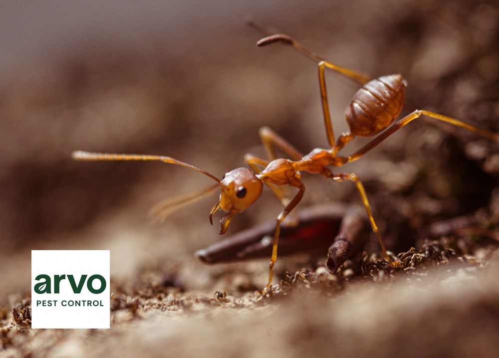 All Photos for Arvo Pest Control in Sandy, UT