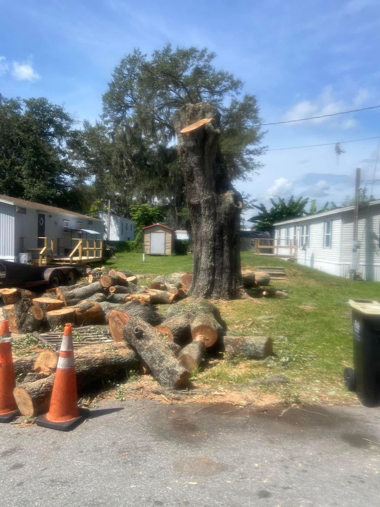 Fall and Spring Clean Up for Efficient and Reliable Tree Service in Lake Wales, FL