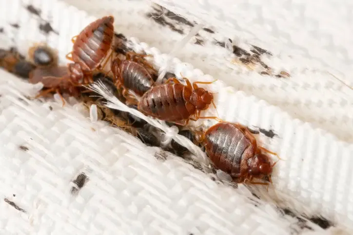All Photos for Burger Pest Elimination in Miami, FL