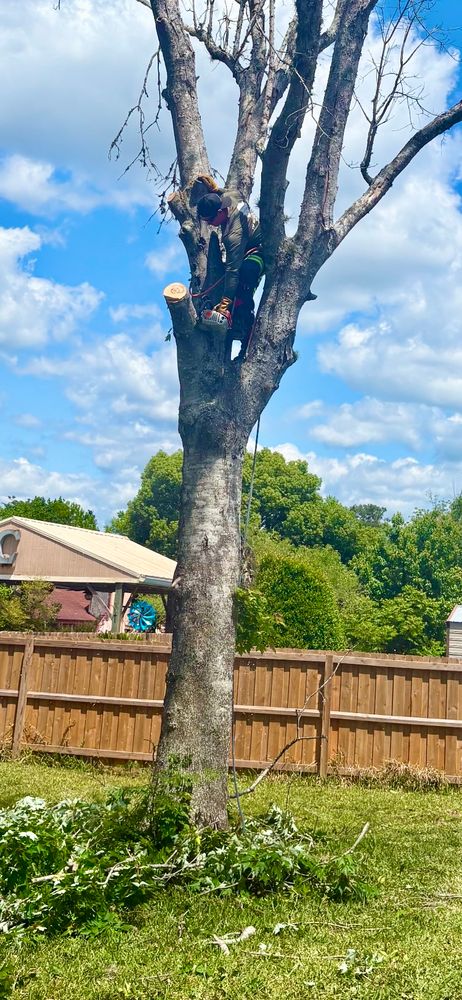 All Photos for Top Notch Tree Experts in Orange Park, FL