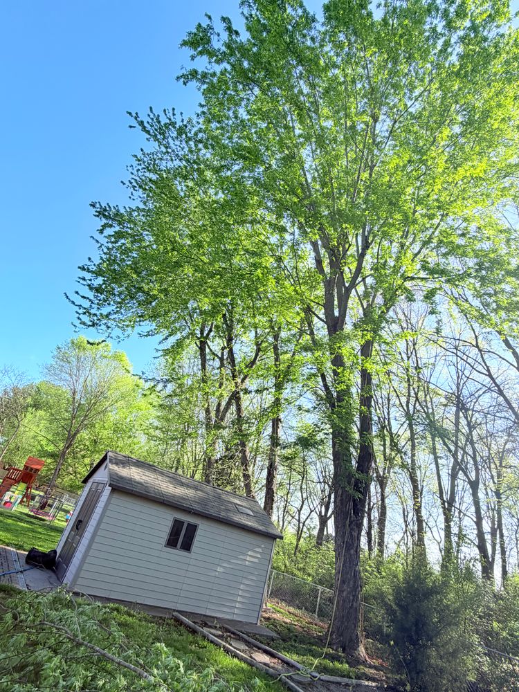 All Photos for Cross Family Tree Service in Kearney, MO