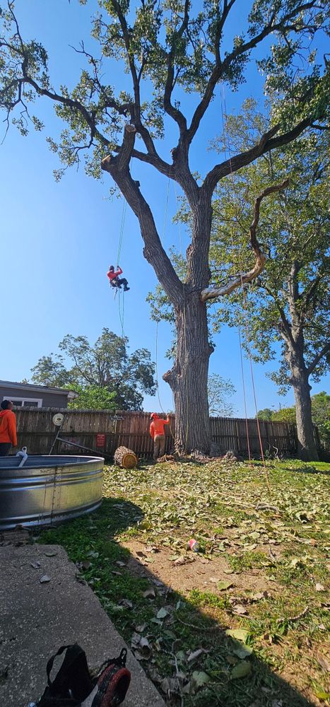 All Photos for Servin's Tree Care  in Houston, TX