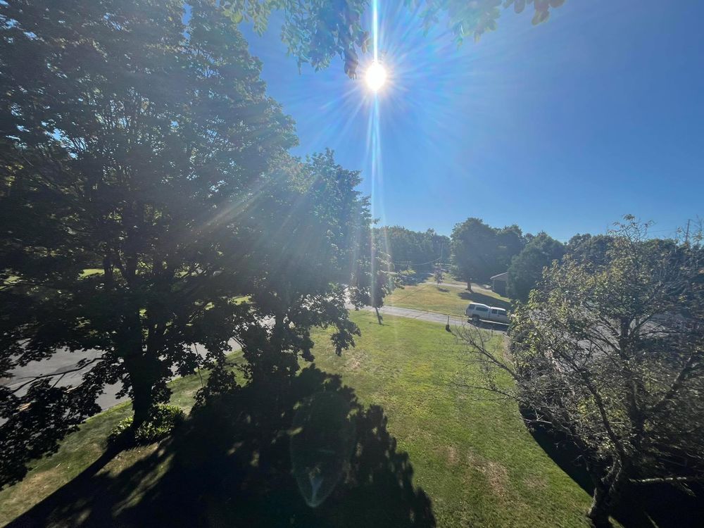 Tree Removal for Harley’s Tree Service in Palmer, MA