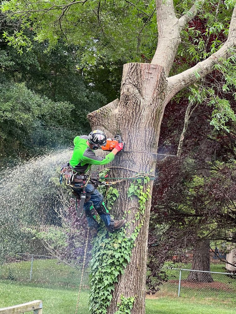 Rawls Tree Care team in Richmond, VA - people or person