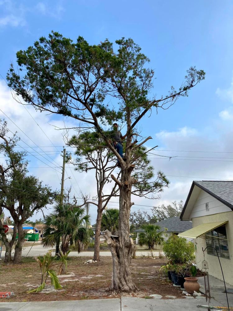 All Photos for Lemon Bay Tree Service  in Englewood, FL