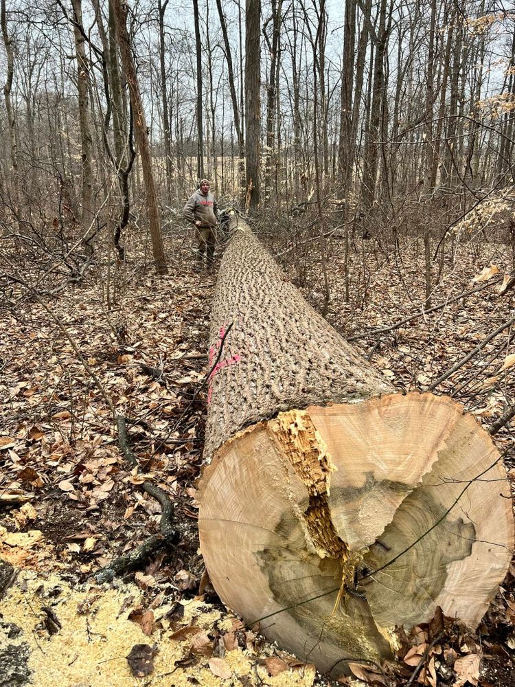 Our Fall Clean Up service ensures a pristine yard by removing leaves, debris, and dead branches. Enjoy a healthier landscape as we prepare your property for the upcoming winter months. for Kadin’s Tree Service in North Vernon, IN