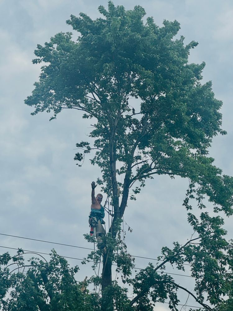 All Photos for Tree Life Tree Service in Wichita, KS