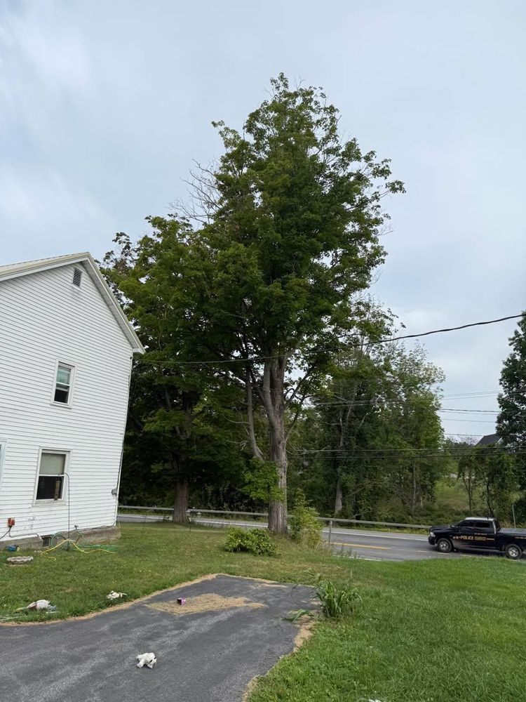All Photos for Sterlings Tree Removal in Cobleskill, New York