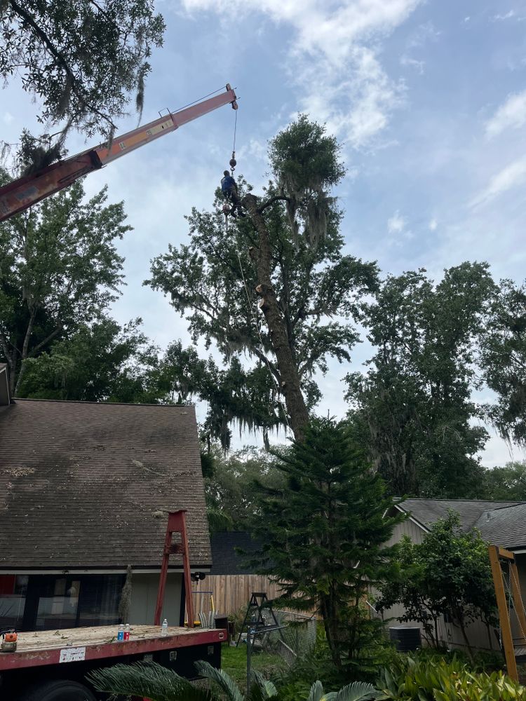 All Photos for Top Notch Tree Experts in Orange Park, FL