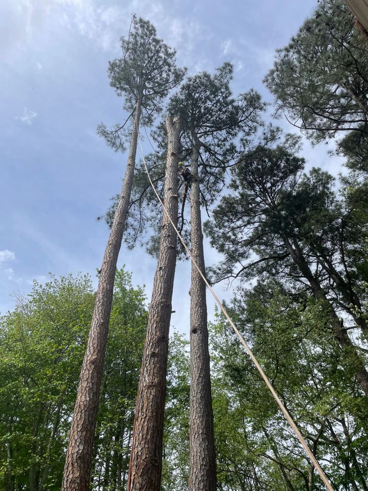 Tree Removal for Ace Tree Service  in Fuquay-Varina, NC