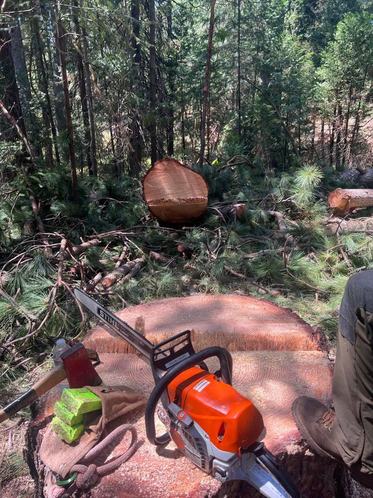 Tree Removal for Tyco Forest Management in Placerville, CA