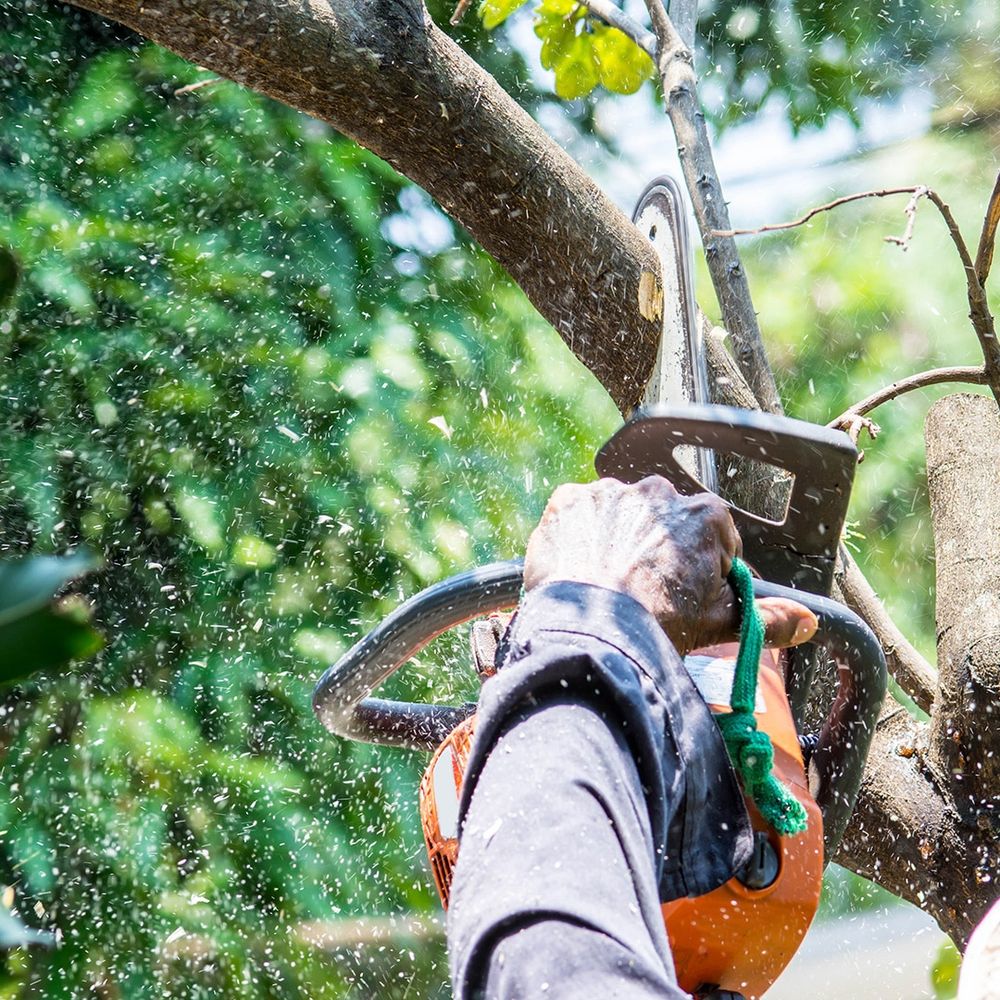 Enhance your property's safety and beauty with our professional Tree Trimming service, expertly shaping and maintaining healthy trees while removing hazardous branches for a thriving landscape year-round. for Sammy's Tree Services in Rancho Cordova, CA