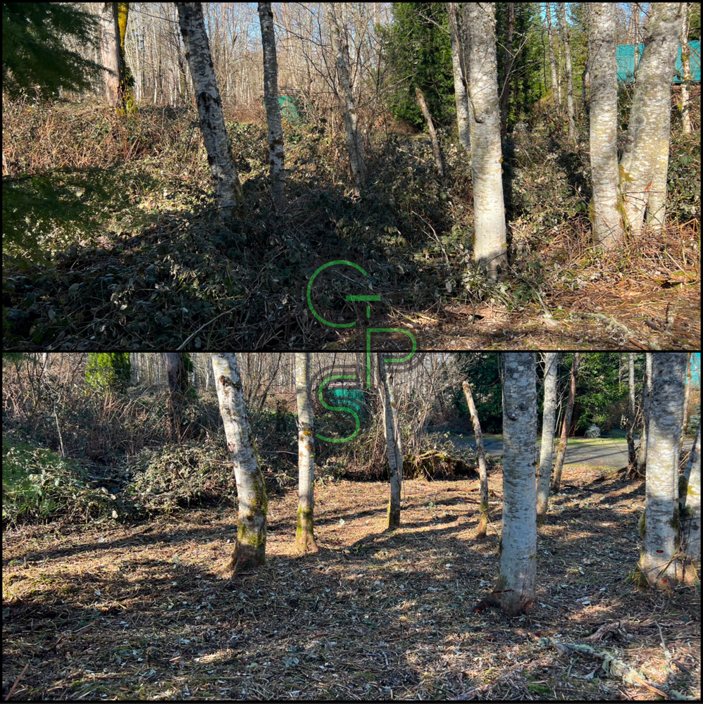 Blackberry Mulching - Brush Clearing for Golovin Property Services LLC in Marysville, WA