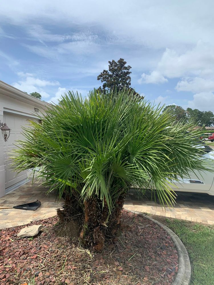 All Photos for Mitchell Lawn Service in Odessa, FL