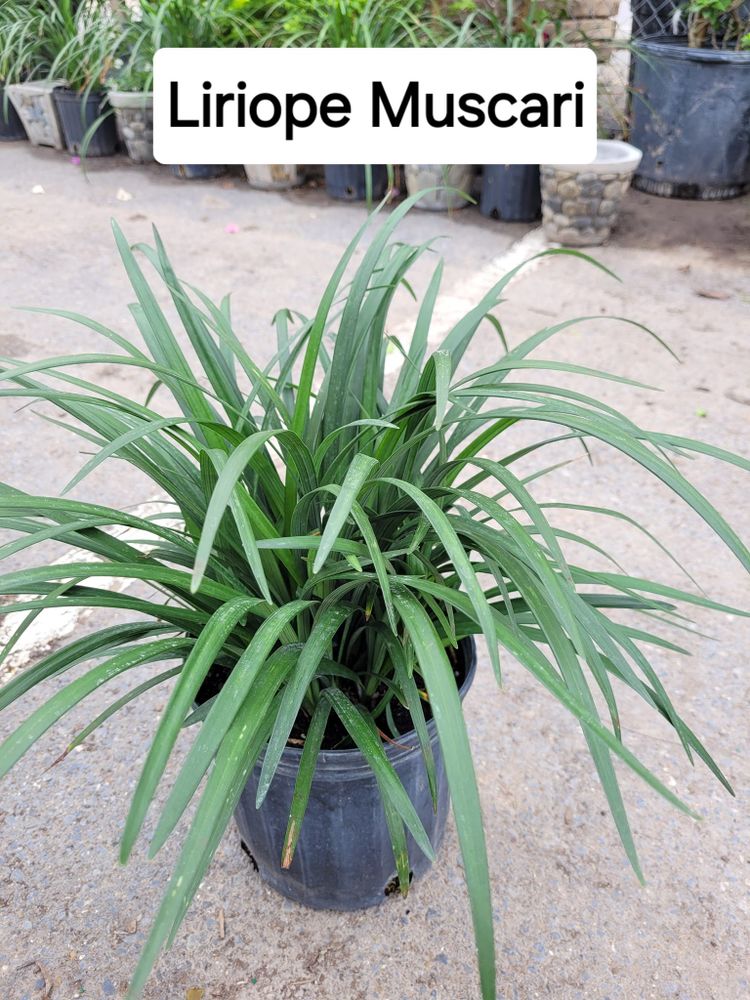 All Photos for CRM Palm & Landscaping in Rockport, TX