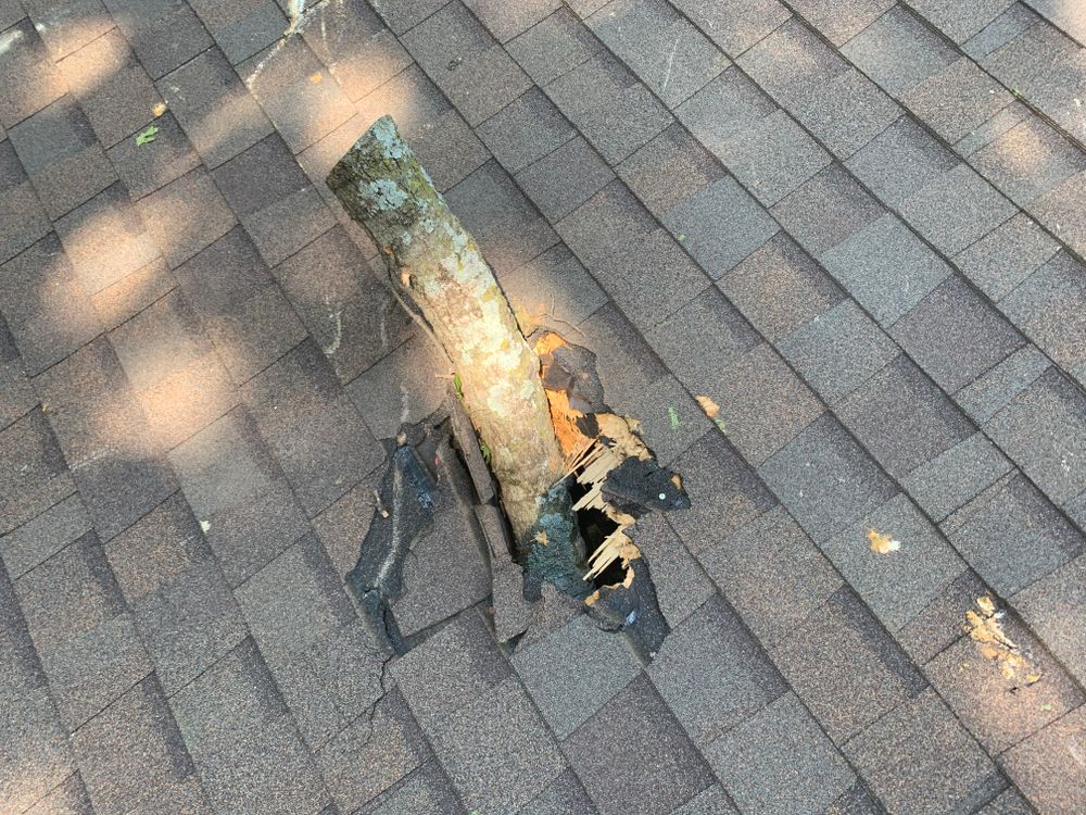 All Photos for TLC Professional Tree Service in Bedford, TX