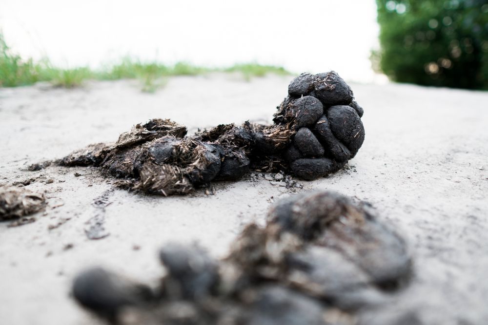 All Photos for River City Scoopers in Midlothian, VA