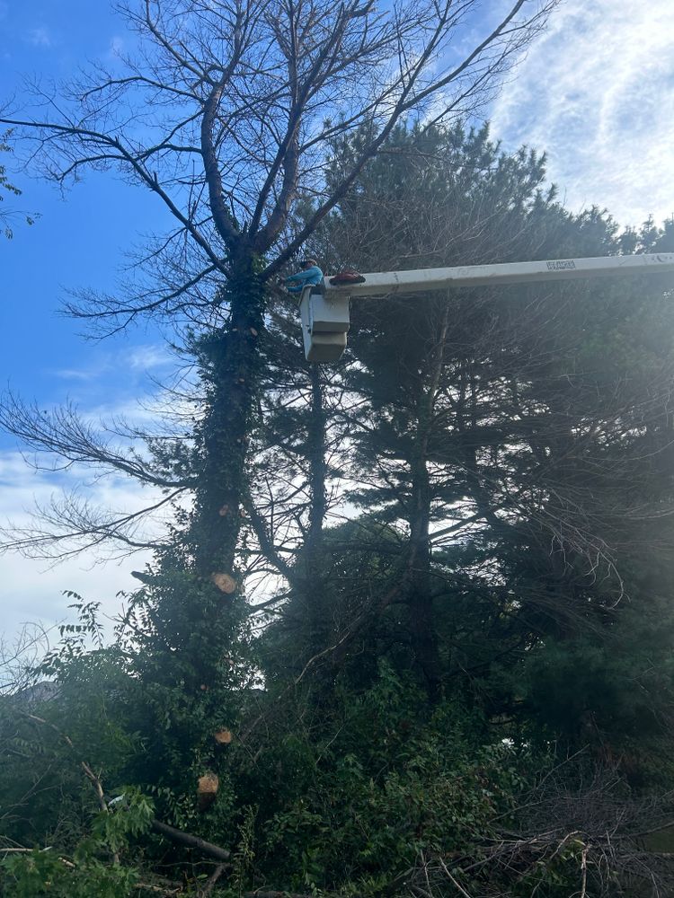 Tree Removal for Optimum Tree Service And Landscaping in Bowling Green, KY