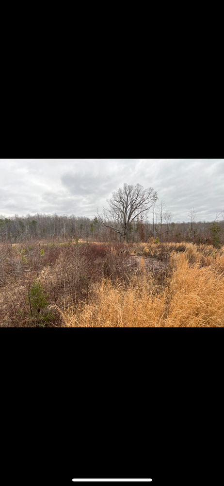 Discover what is land clearing with our professional service, efficiently removing unwanted vegetation and debris, ensuring a clean slate for your next project while enhancing safety and property aesthetics. for Cedar Point Land Management in Richmond, VA