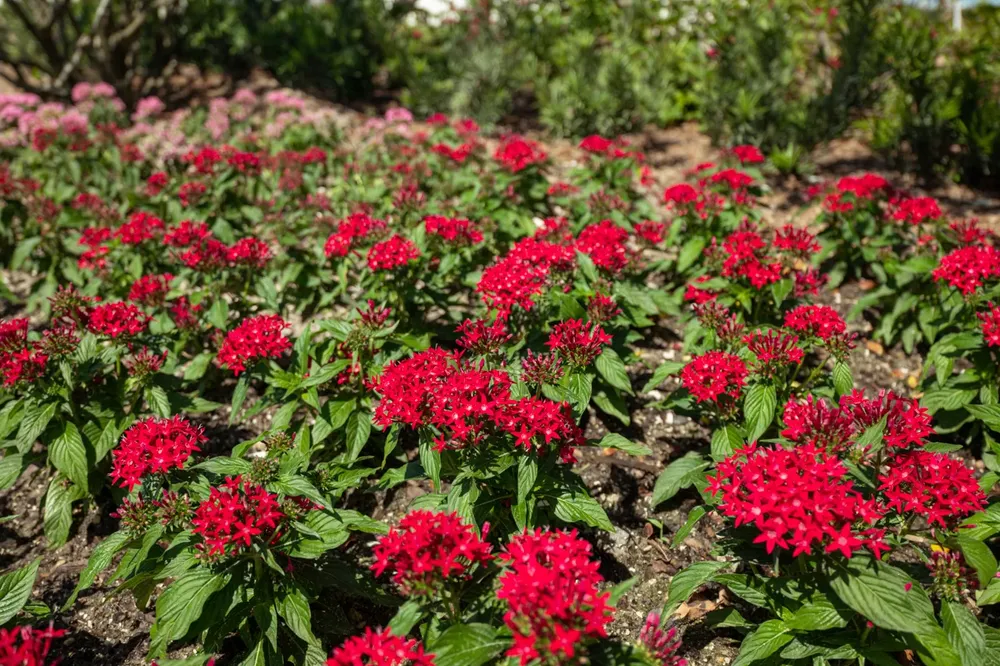 Landscape for Arazoza Brothers Corporation in Miami, FL