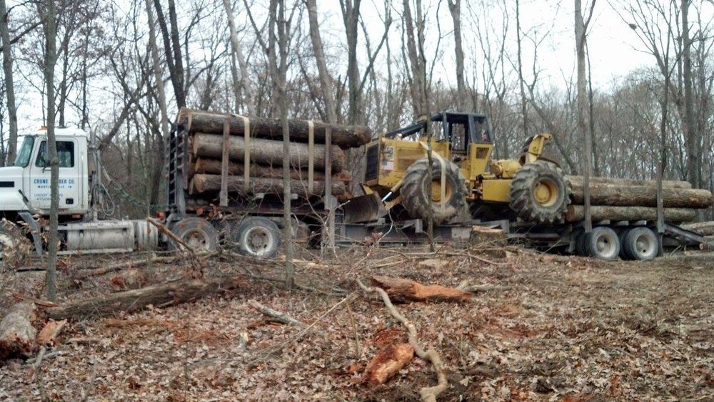 Logging for Bennett Logging in Gosport, Indiana