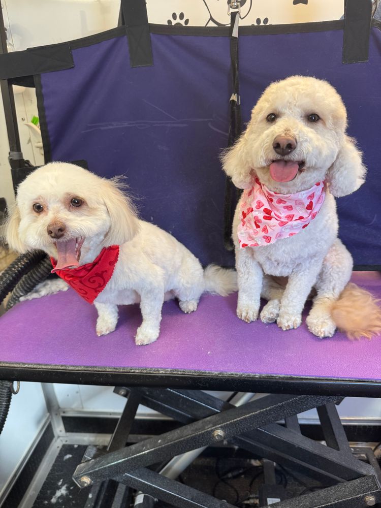 All Photos for Curbside Clips Mobile Grooming in Roachdale, Indiana