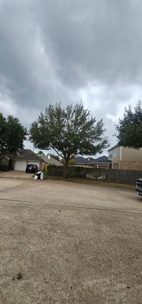 All Photos for Servin's Tree Care  in Houston, TX