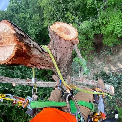 Our expert tree removal service ensures safe and efficient removal of unwanted trees, enhancing your property's safety and aesthetics while preserving the surrounding landscape. Trust us for reliable tree care solutions. for Pedro's Tree Removal in Charlotte, NC