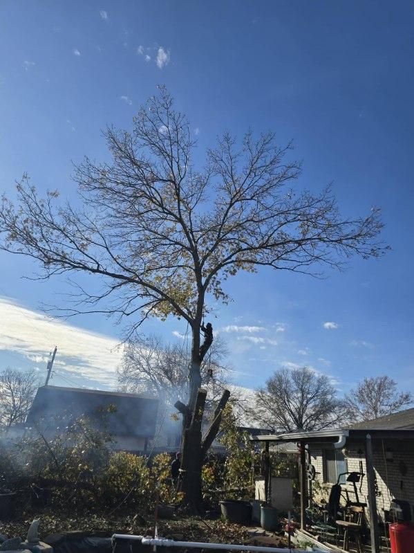 All Photos for Oklahoma Tree Guy in Bartlesville, OK