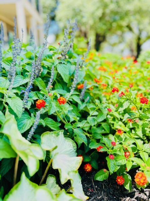 All Photos for Rustic Roots Landscaping in Austin, TX