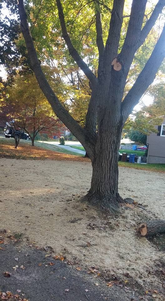 All Photos for Matty L's Lawn and Tree Care in Monroe, CT