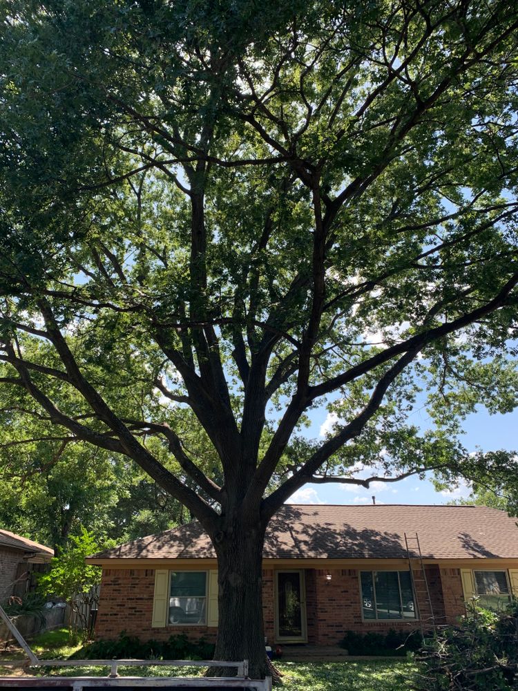 All Photos for TLC Professional Tree Service in Bedford, TX