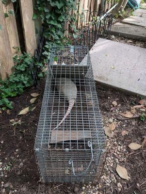 All Photos for Topper's Wildlife Removal in Garland, TX