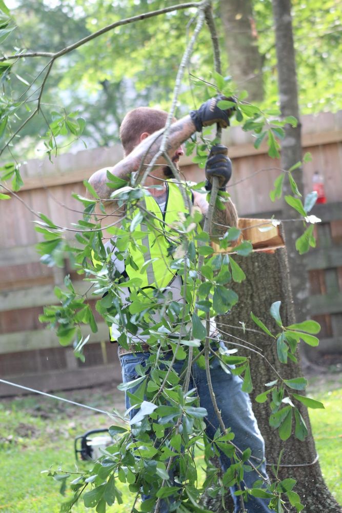 Our tree trimming service enhances your property's beauty and safety by carefully reducing the size of large trees, ensuring optimal health while preventing potential hazards from overgrown branches. for American Tree Masters in Alvin, TX