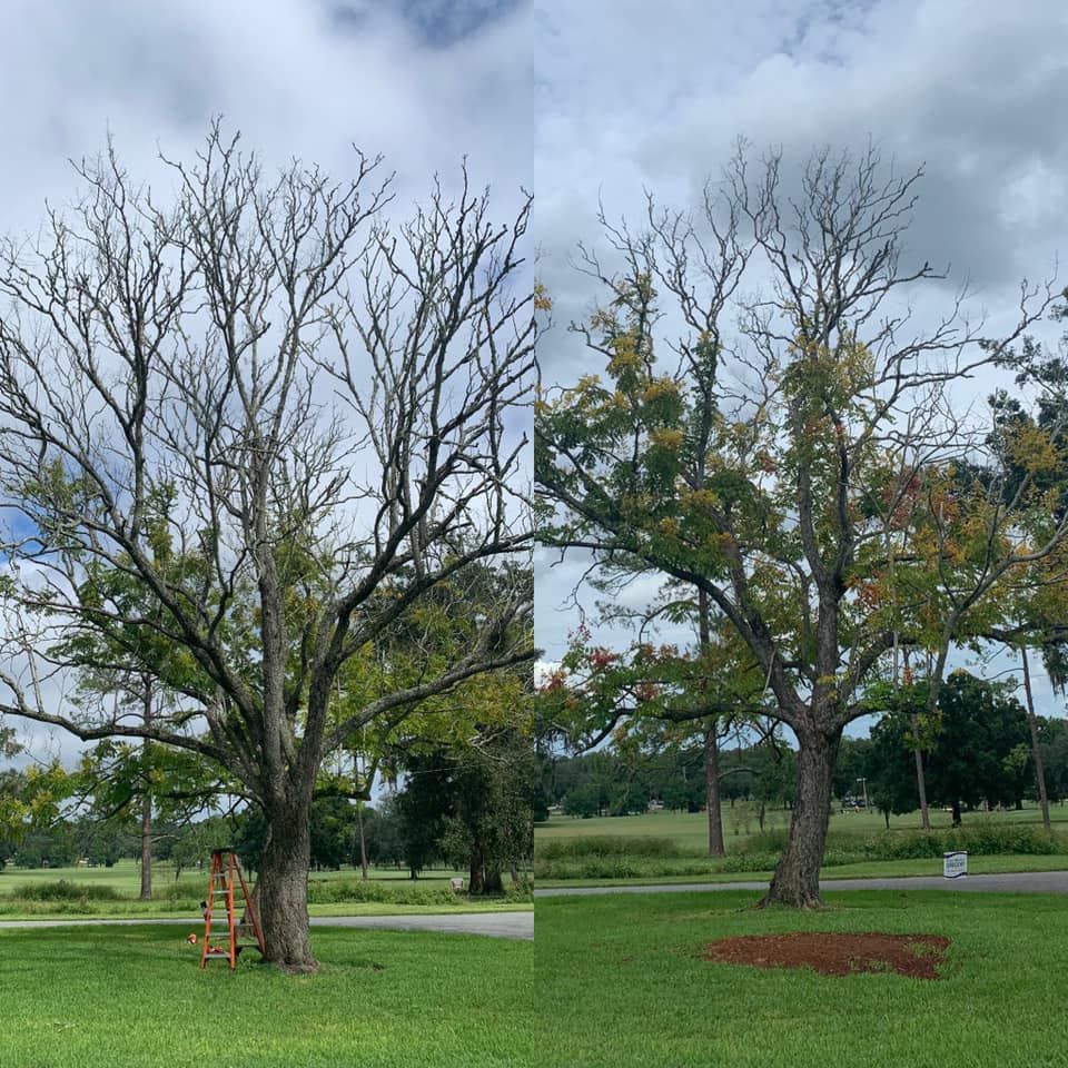 We provide comprehensive tree removal and trimming services for your property, ensuring it is maintained with safety and beauty in mind. for All American Property Services in High Springs, FL