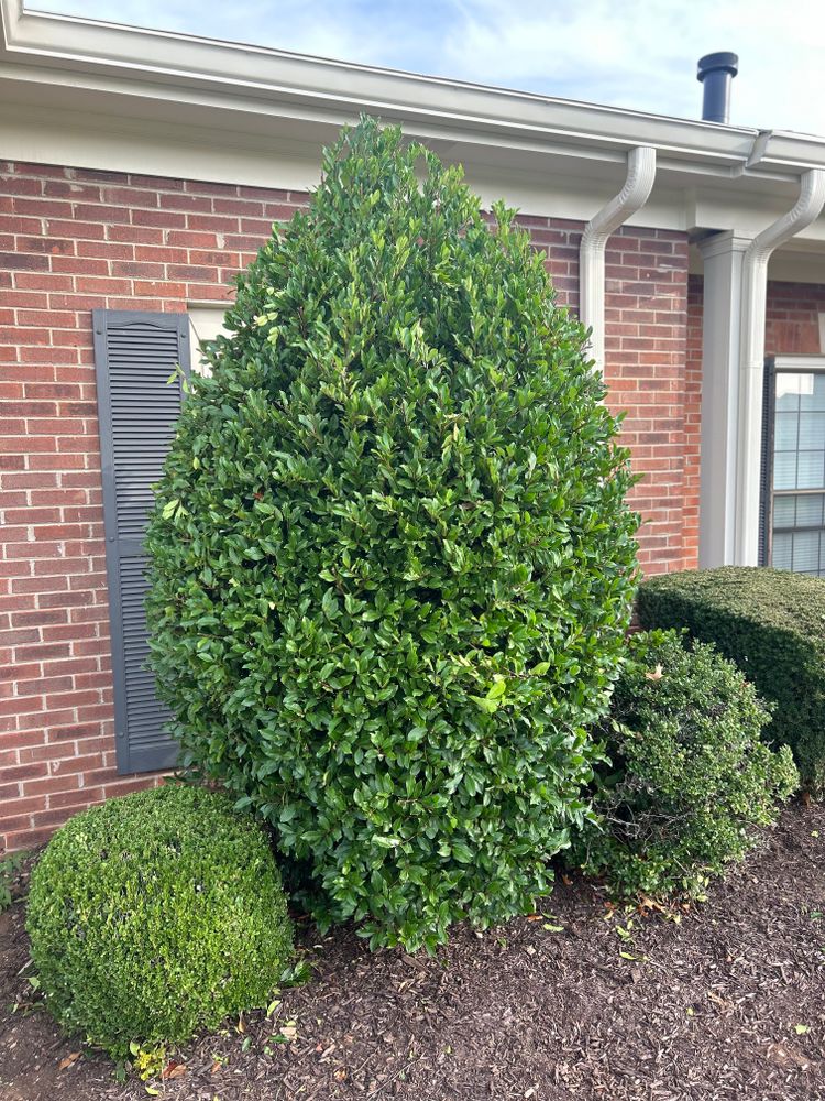 All Photos for MLC in Murfreesboro, TN